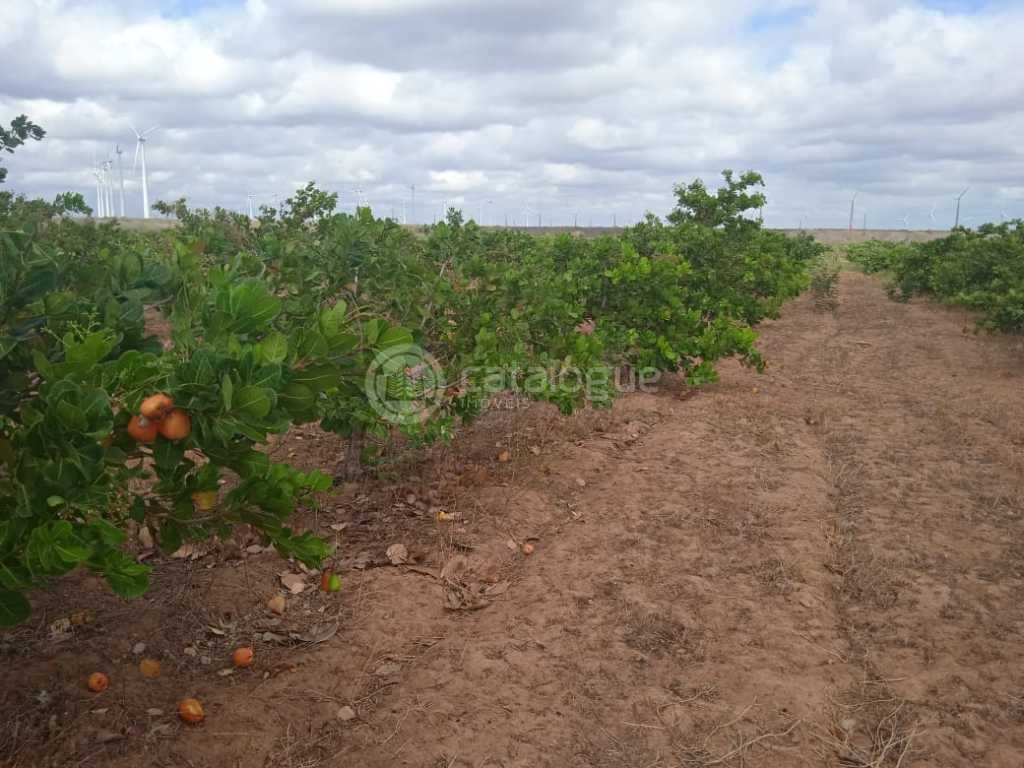 Oportunidade de investimento - são bento do norte