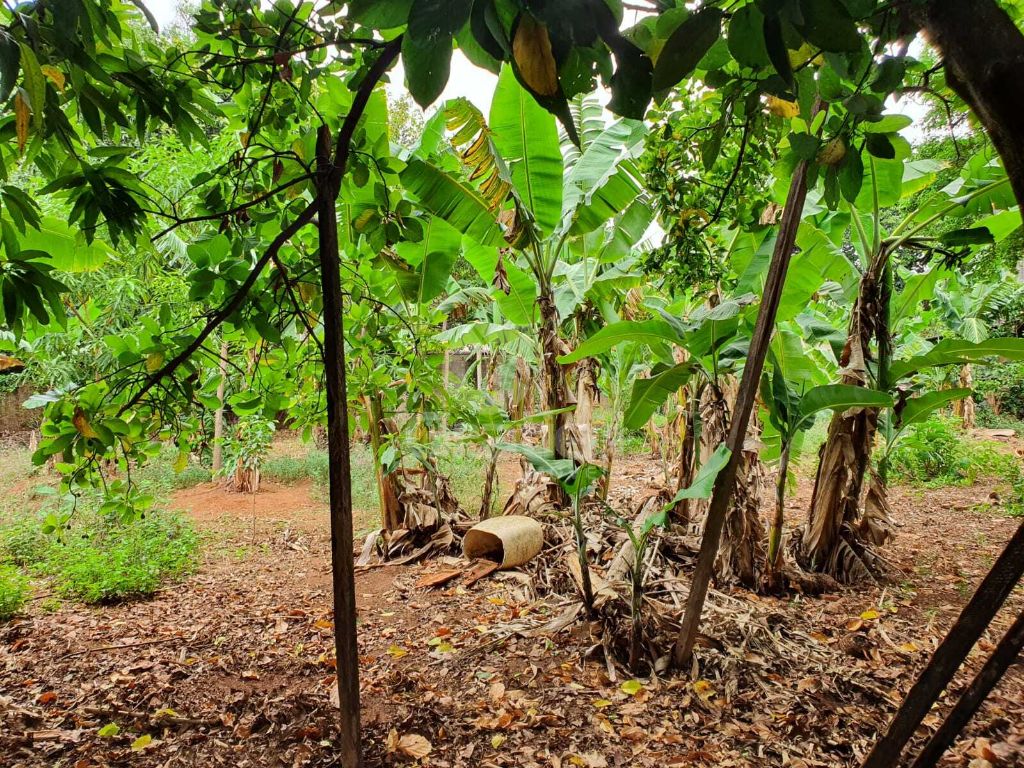 Terrreno à venda na rua goiás 1.860 m² murado e com fruteira