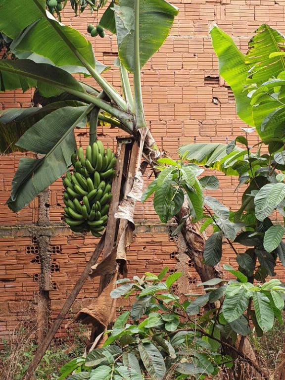 Terrreno à venda na rua goiás 1.860 m² murado e com fruteira
