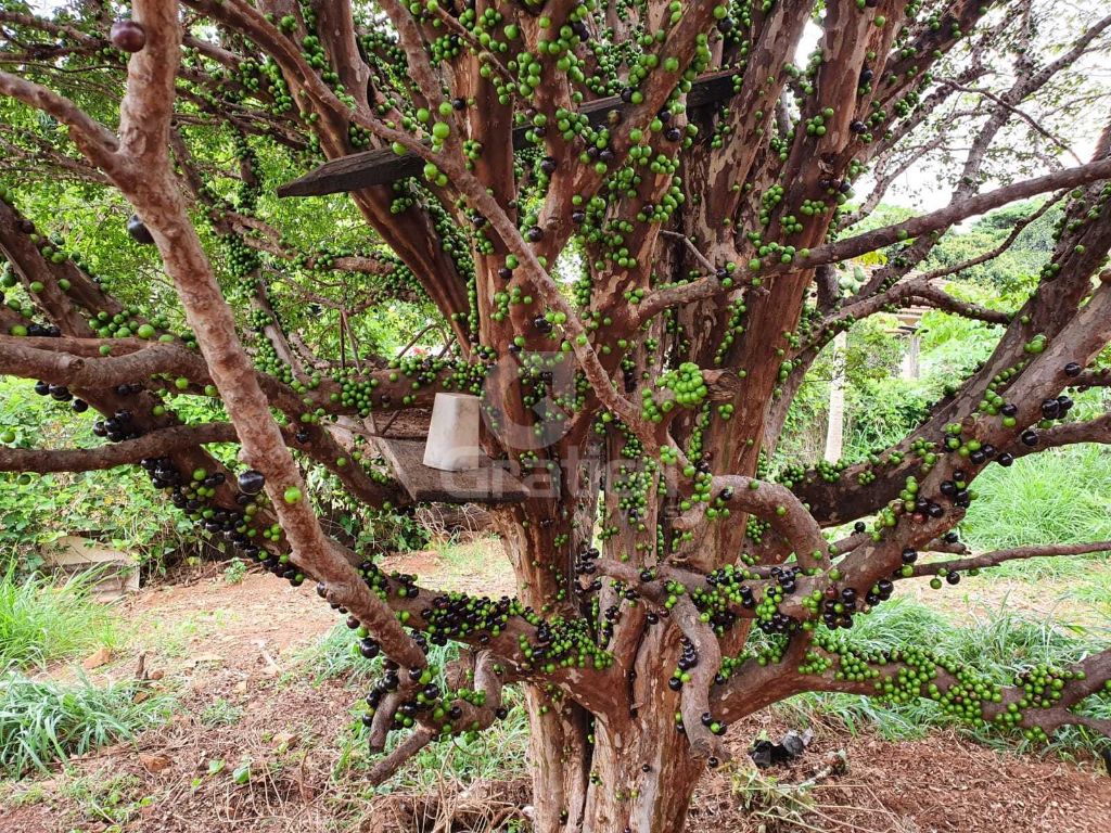 Terrreno à venda na rua goiás 1.860 m² murado e com fruteira