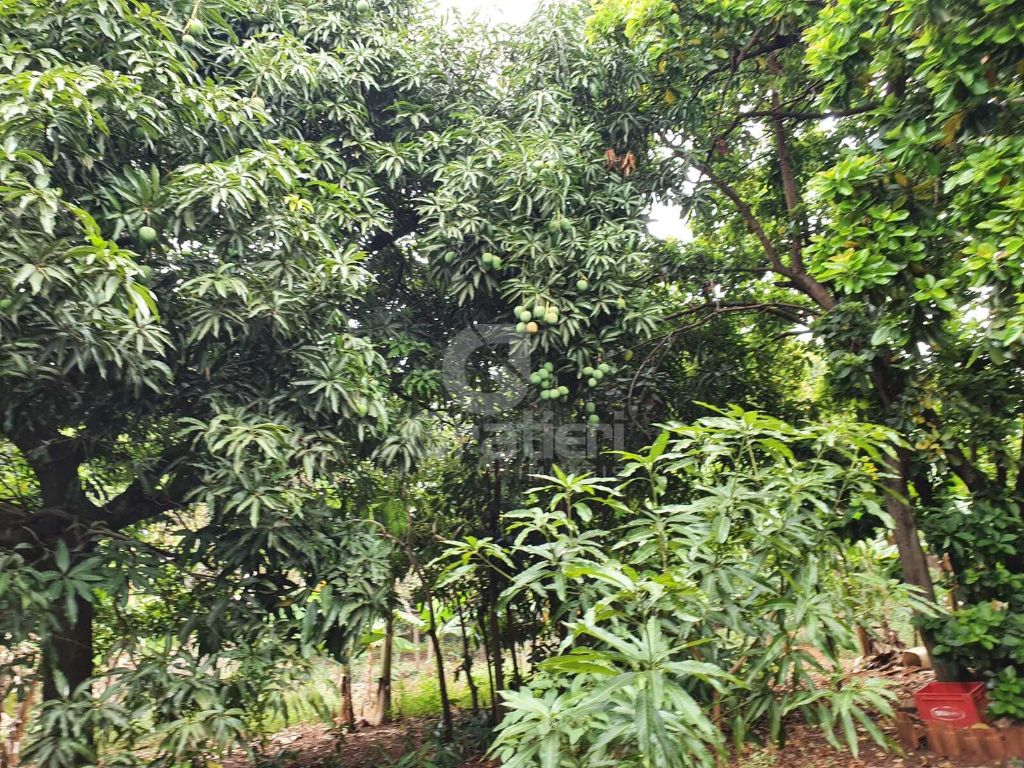 Terrreno à venda na rua goiás 1.860 m² murado e com fruteira