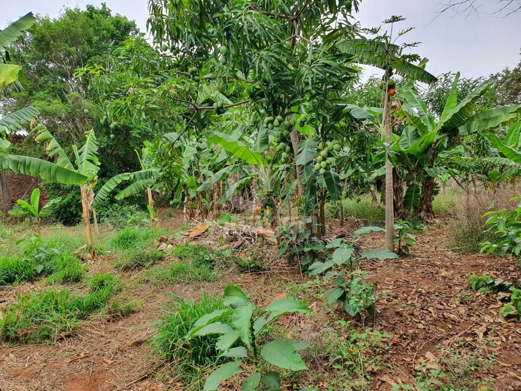 Terrreno à venda na rua goiás 1.860 m² murado e com fruteira