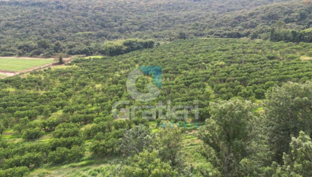 Fazenda 90 alq. À venda em araraquara/sp