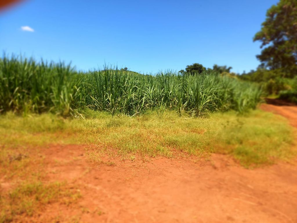 Sítio à Venda 13 Alqueires em São Carlos-SP - foto 17