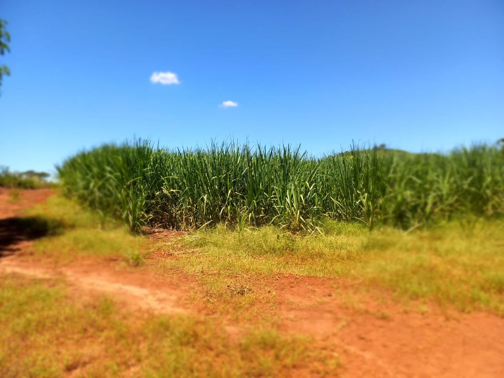Sítio à Venda 13 Alqueires em São Carlos-SP - foto 20