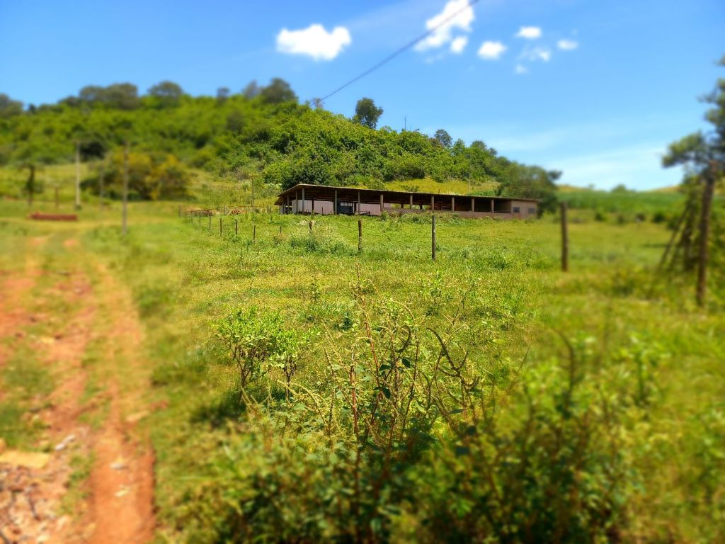 Sítio à Venda 13 Alqueires em São Carlos-SP - foto 24