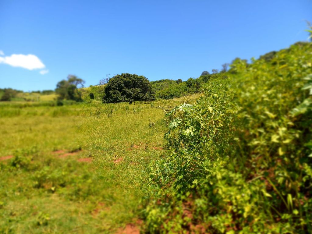 Sítio à venda – 13 alqueires em são carlos-sp