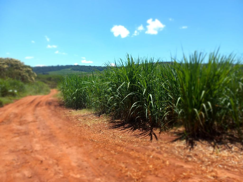 Sítio à Venda 13 Alqueires em São Carlos-SP - foto 16