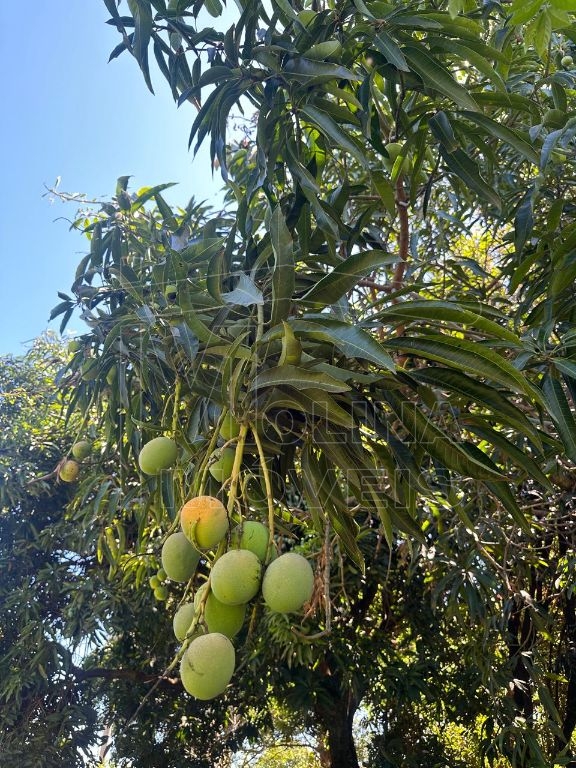 Venda de rural / chácara na cidade de araraquara - foto 6