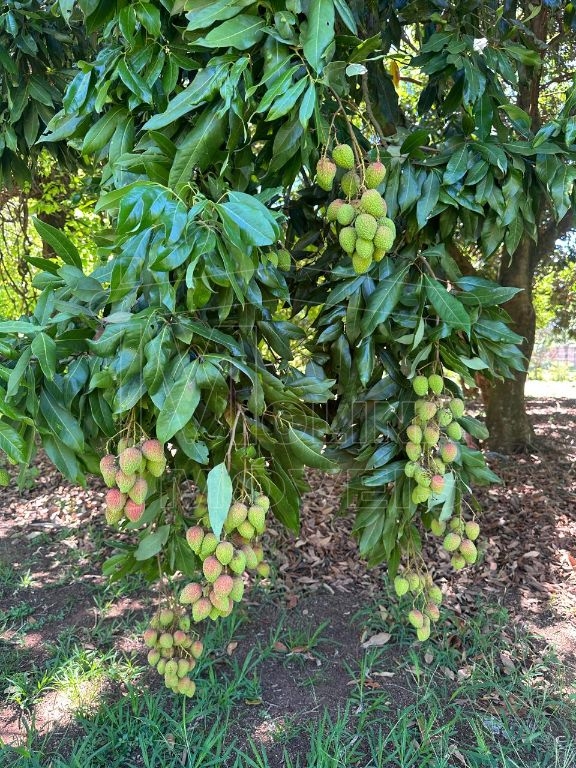 Venda de rural / chácara na cidade de araraquara - foto 14
