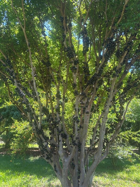Venda de rural / chácara na cidade de araraquara - foto 12