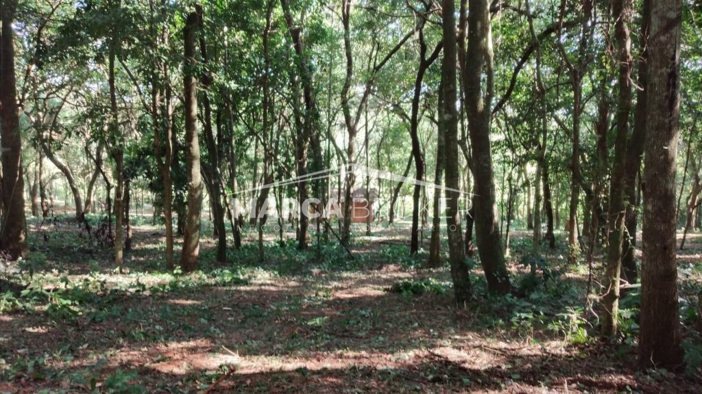 Sitio em cipó em monte santo de minas