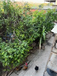 Terreno, 158 m² - Foto 8
