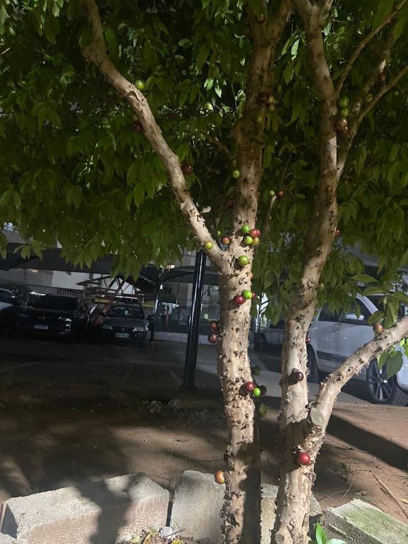Apartamento, 3 quartos, 65 m² - Foto 23
