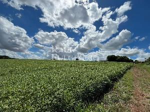 TERRENO INDUSTRIAL - SAIDA PARA IBIPORA — foto 3