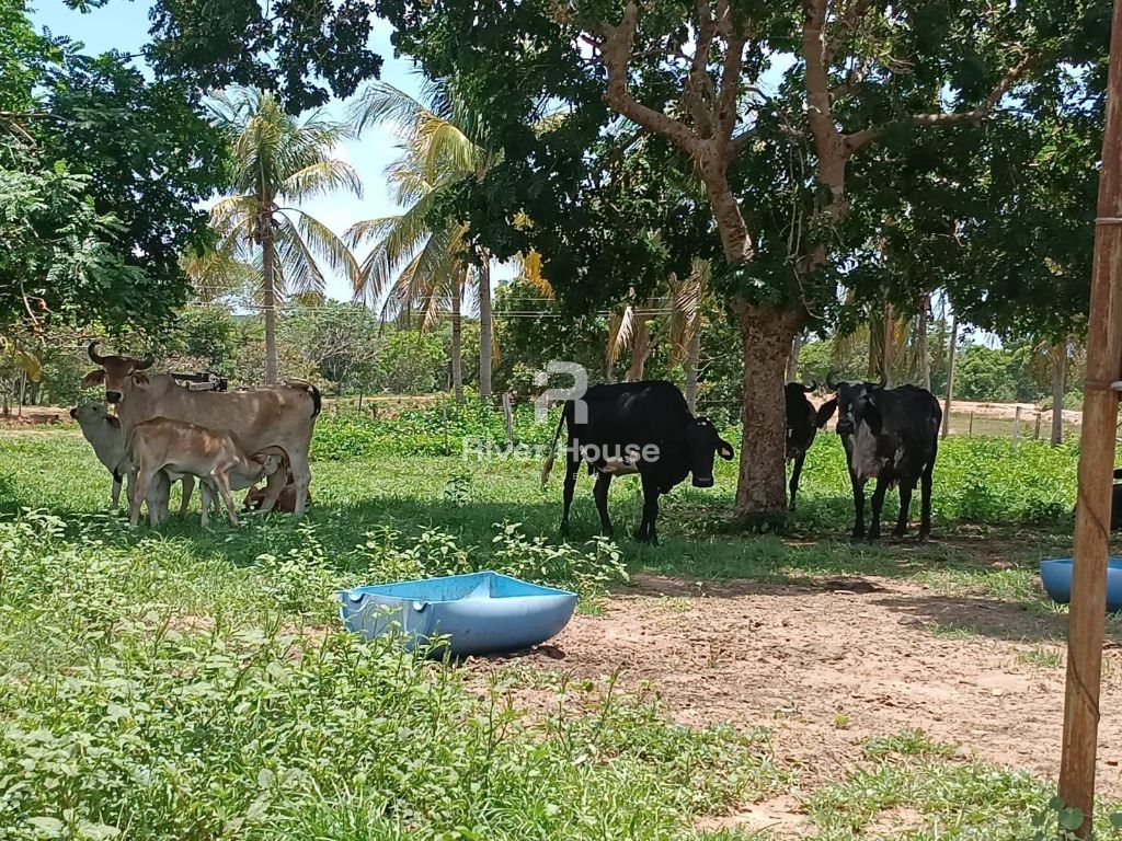 Encantadora fazenda à venda na zona rural de nossa senhora d