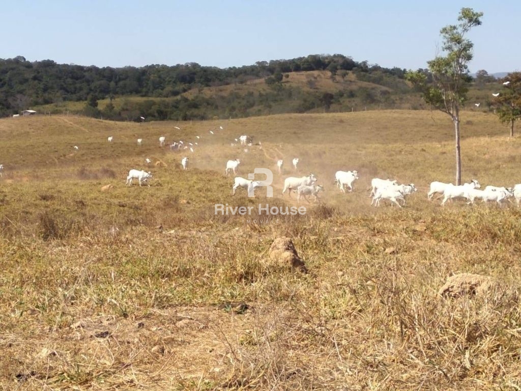Fazenda à venda finalidade pecuaria formada, localizada na r