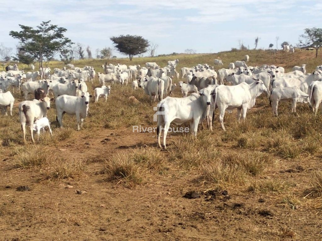 Fazenda à venda finalidade pecuaria formada, localizada na r