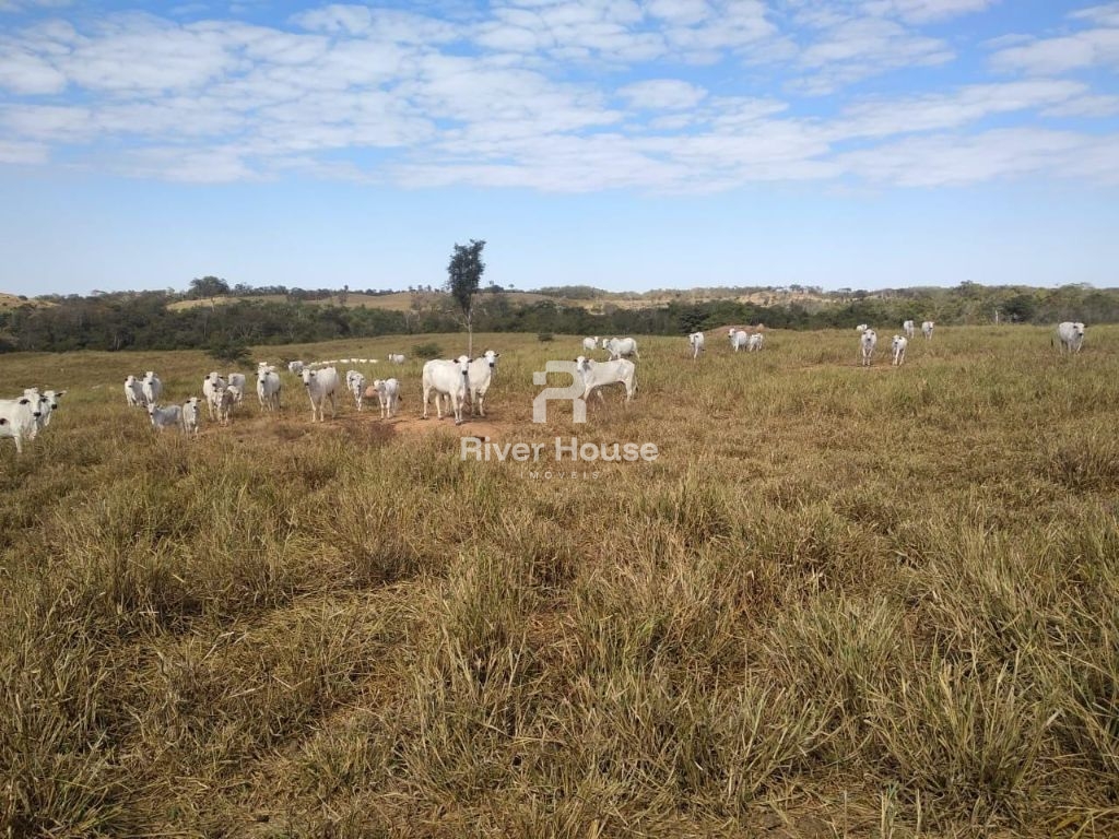 Fazenda à venda finalidade pecuaria formada, localizada na r