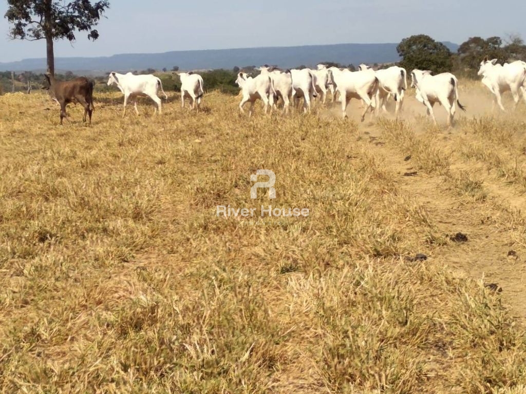 Fazenda à venda finalidade pecuaria formada, localizada na Região do Rio Manso , Chapada dos Guimarães - MT