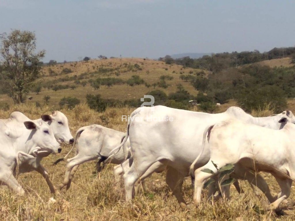 Fazenda à venda finalidade pecuaria formada, localizada na Região do Rio Manso , Chapada dos Guimarães - MT