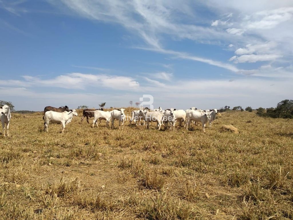Fazenda à venda finalidade pecuaria formada, localizada na Região do Rio Manso , Chapada dos Guimarães - MT