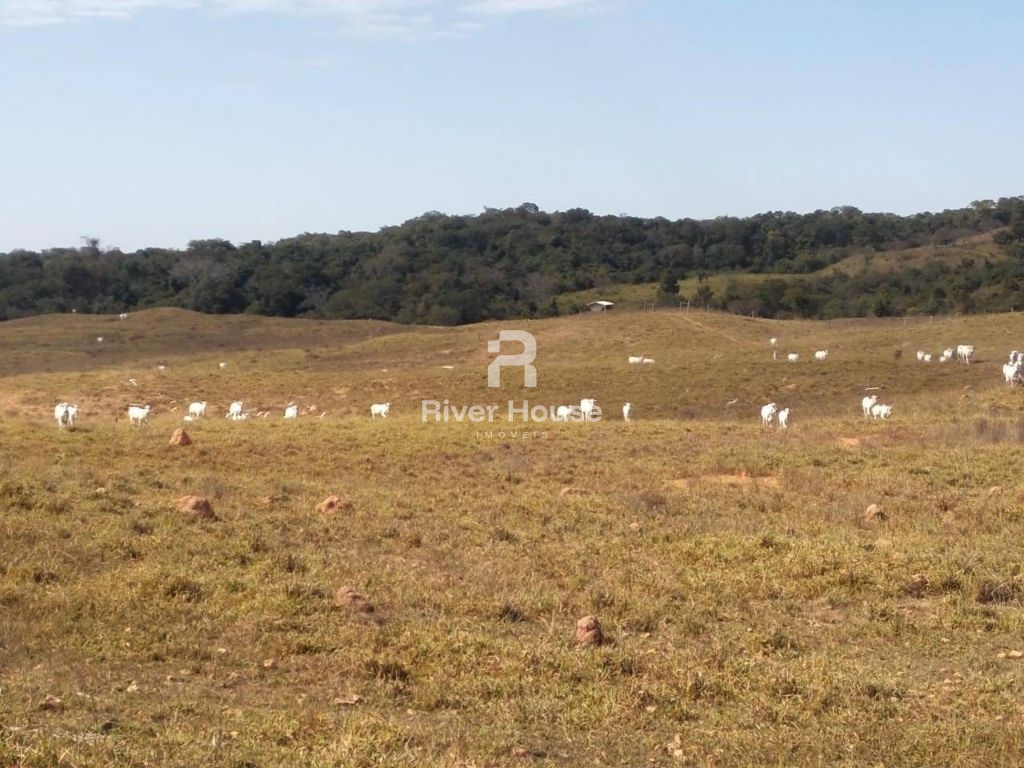 Fazenda à venda finalidade pecuaria formada, localizada na r