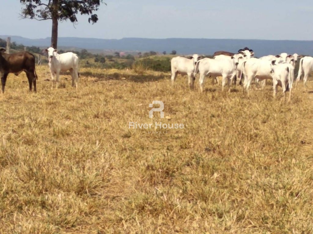 Fazenda à venda finalidade pecuaria formada, localizada na r