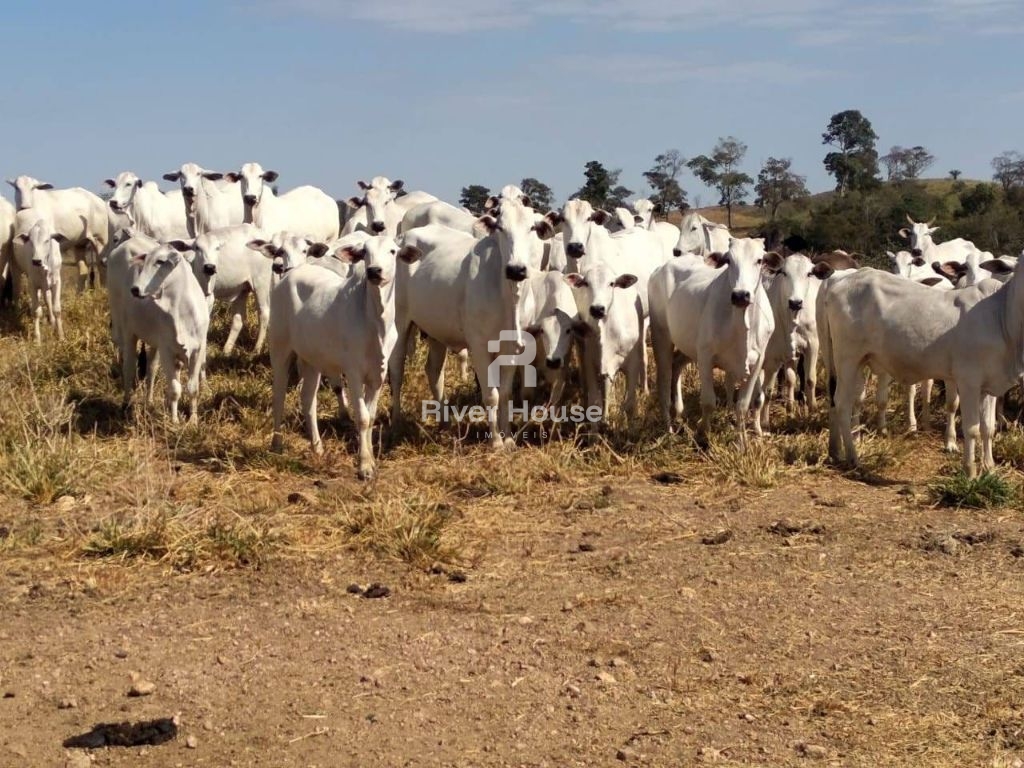 Fazenda à venda finalidade pecuaria formada, localizada na Região do Rio Manso , Chapada dos Guimarães - MT