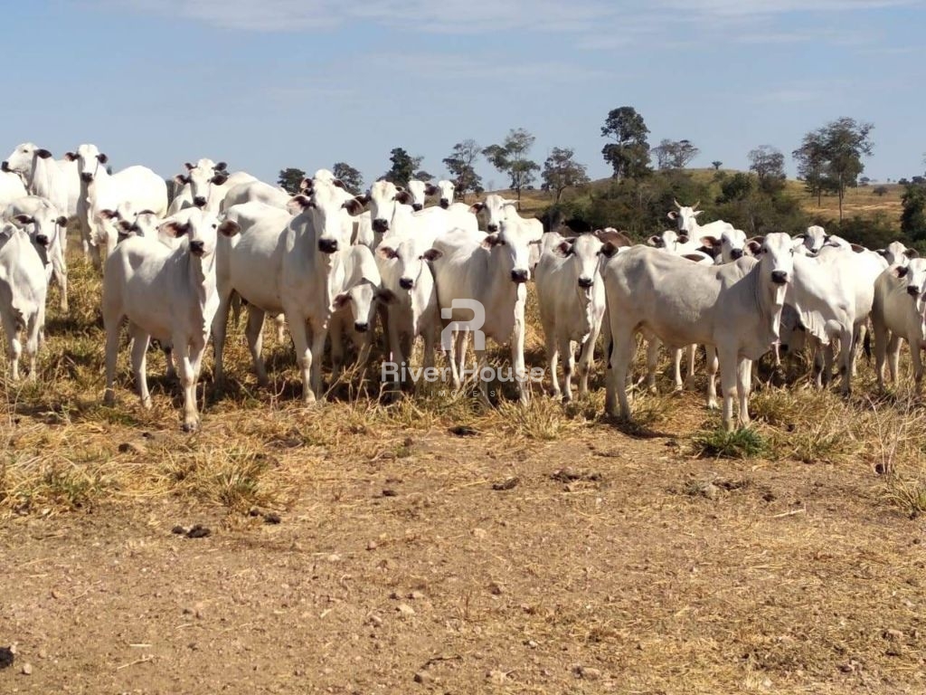 Fazenda à venda finalidade pecuaria formada, localizada na r