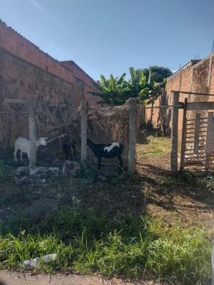 Imóvel ref. 16864 no bairro LOTEAMENTO SOCIAL ANTENOR GARC