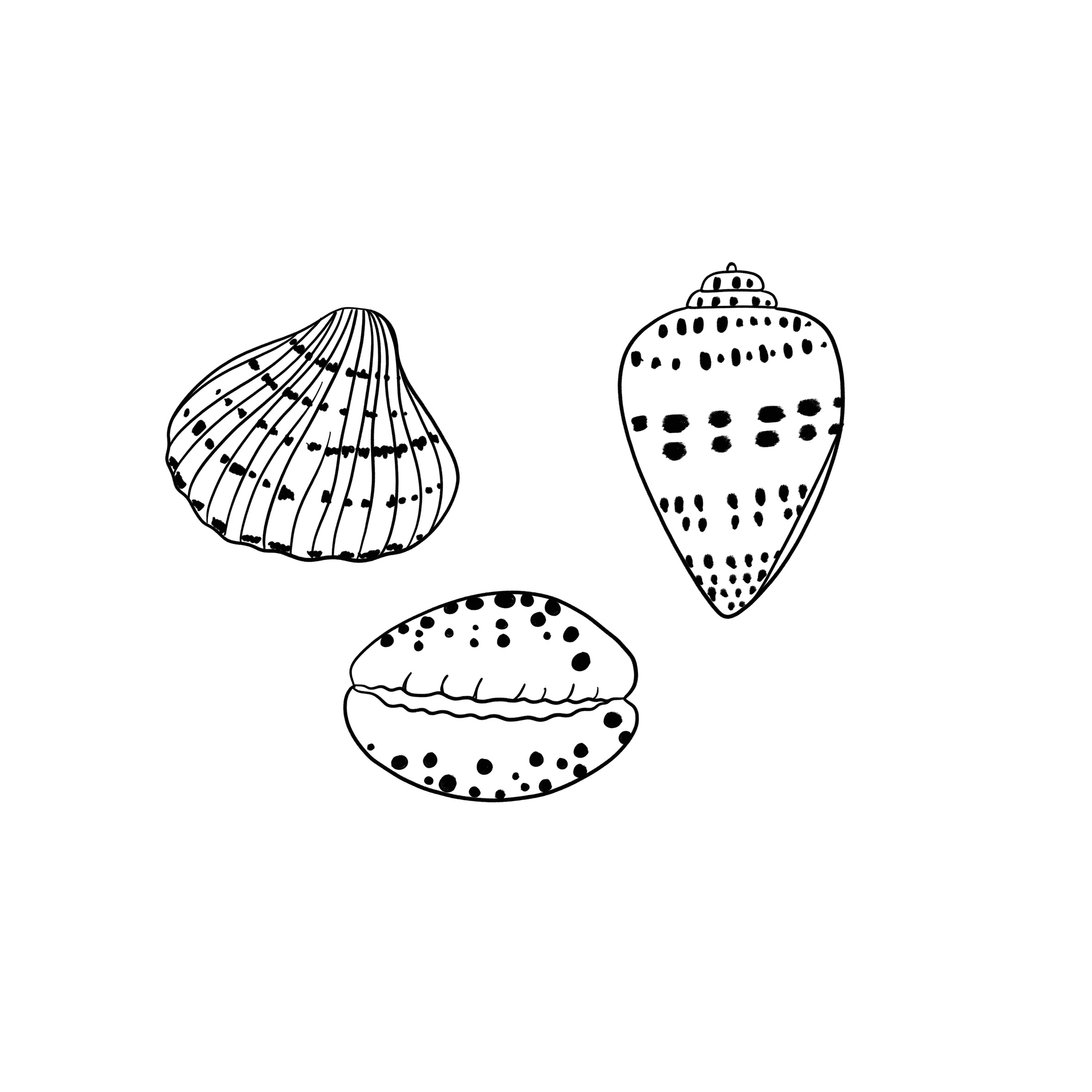 Sea Shell Drawable By the Sea Seashells | FaveCrafts.com