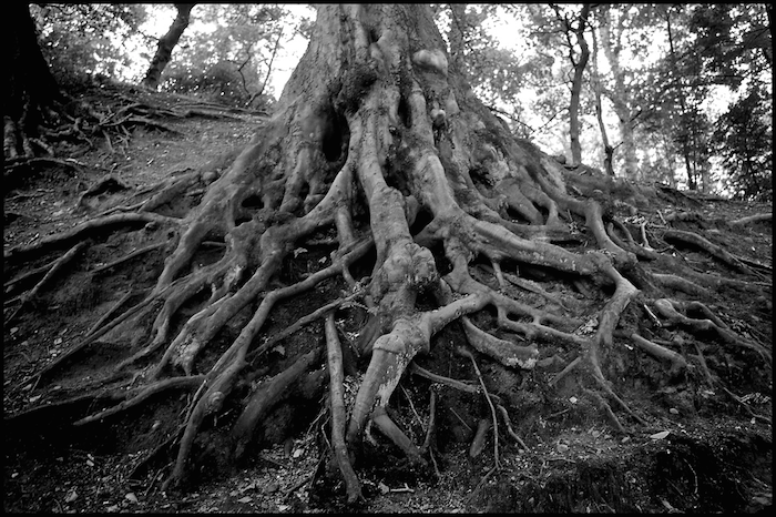 A black and white photo of tree roots, large and gnarled.