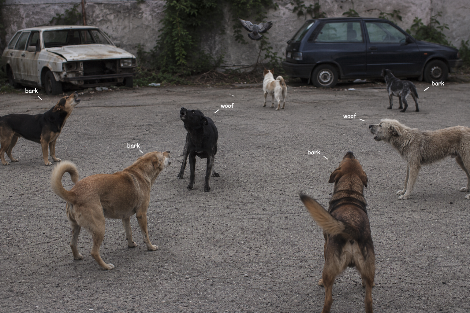 Barking Lot