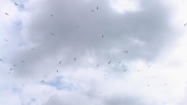 The fly over salute for our little Tigers!