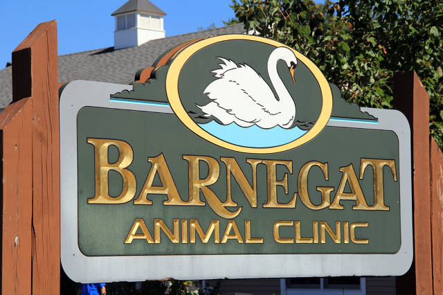 http://www.barnegatanimalclinic.com/