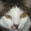 Cat1