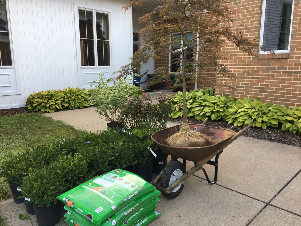 Boxwoods, red twig bush, rose bushes and peat moss