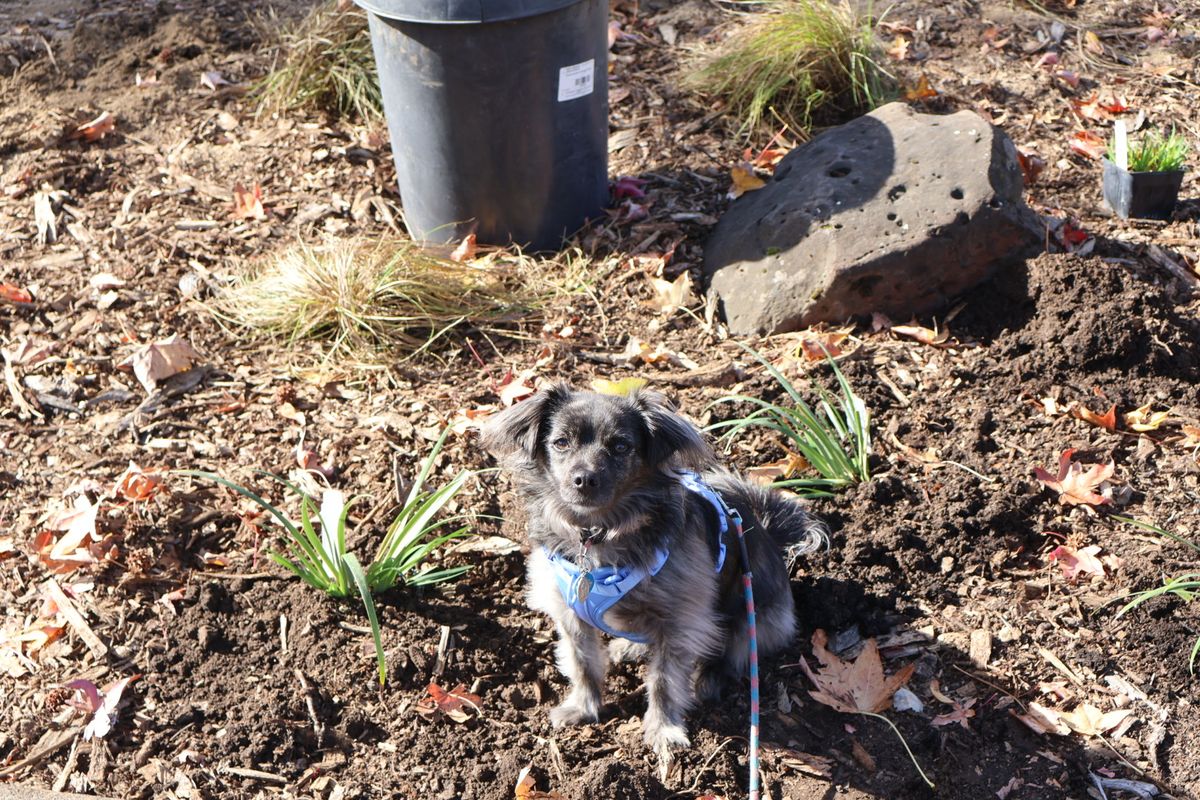 Little Tia helping supervise