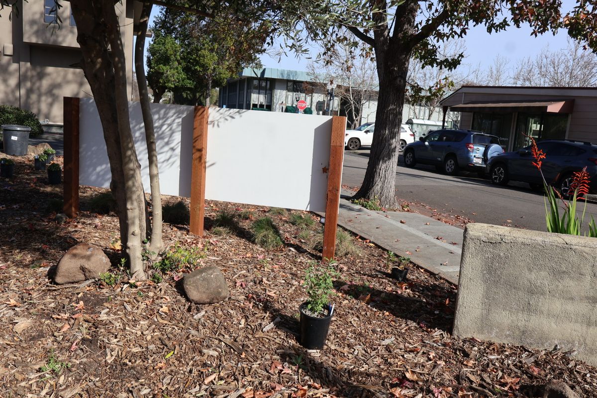 Under the olive tree