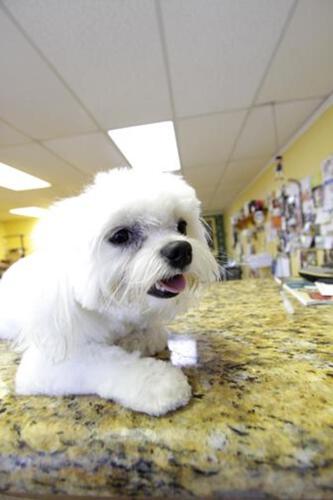 The Mutt Hutt Grooming Salon by Bobie