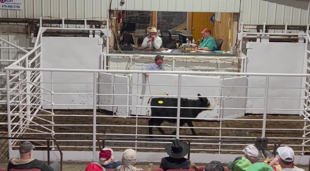 101 Livestock Auction Atkins Arkansas