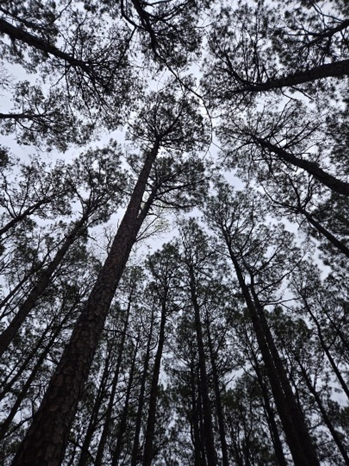 Ark Encounter & Creation Museum 2026