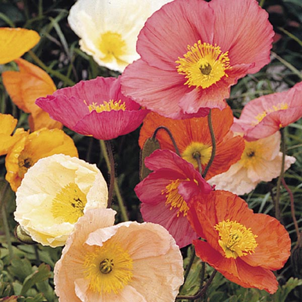 Icelandic Poppy, Arctic Poppy 'Champagne Bubbles' (Papaver nudicaule
