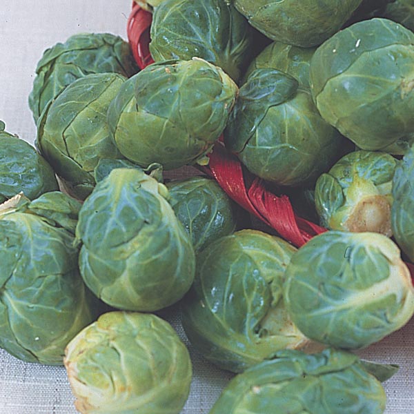 Brussels Sprouts (Brassica oleracea) My Garden Life