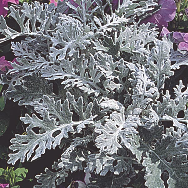Dusty Miller 'Silver Dust' (Artemisia stelleriana) My Garden Life