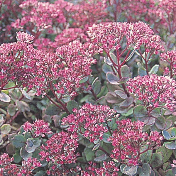 Stonecrop, Two Row Sedum 'Rosy Glow' (Sedum hybrid) My Garden Life