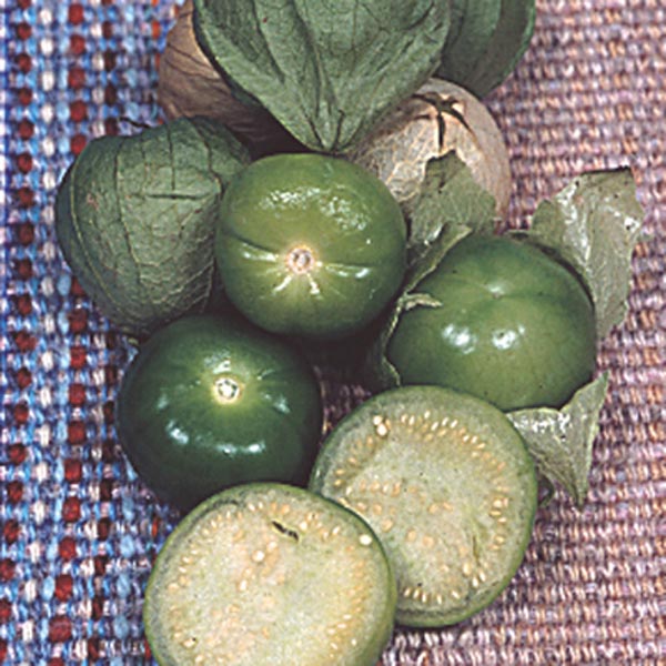 Tomatillo, Mexican Husk Tomato (Physalis ixocarpa) My Garden Life