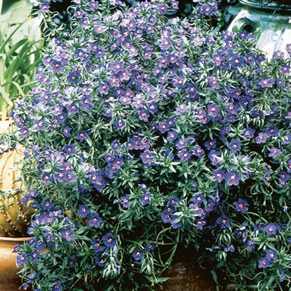 Anagallis, Blue Pimpernel (Anagallis monellii) My Garden Life