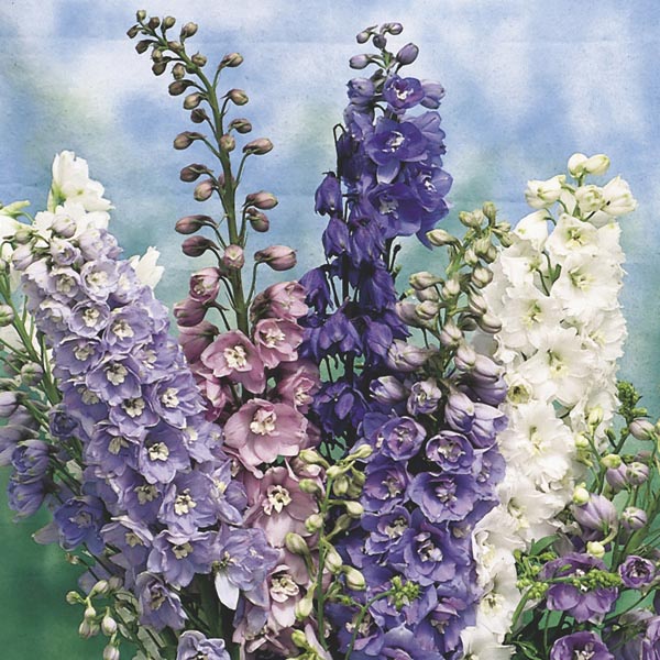 Larkspur (Delphinium Hybrid) My Garden Life